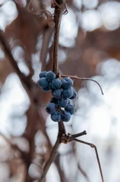 Grape vine and leaf in cold winter Stock Photos