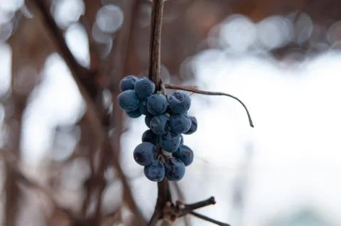 Grape vine and leaf in cold winter Stock Photos