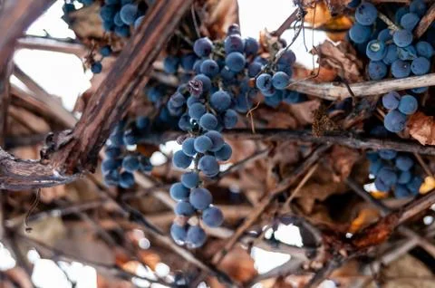 Grape vine and leaf in cold winter Stock Photos