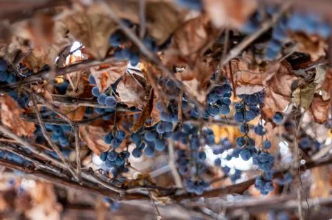 Grape vine and leaf in cold winter Stock Photos