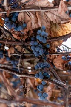 Grape vine and leaf in cold winter Stock Photos