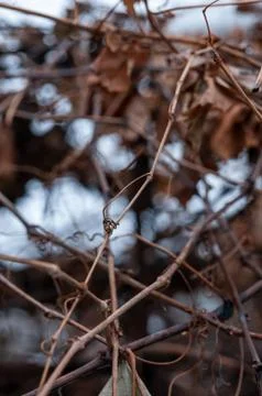 Grape vine and leaf in cold winter Stock Photos
