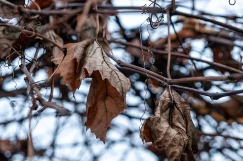 Grape vine and leaf in cold winter Stock Photos
