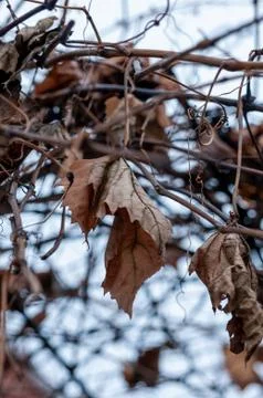 Grape vine and leaf in cold winter Stock Photos