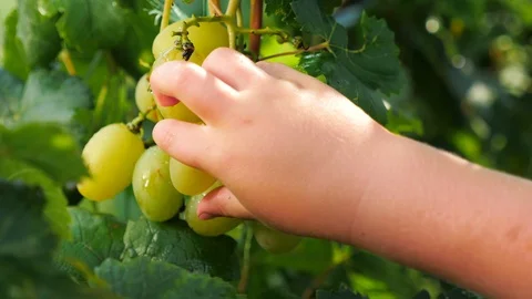 Grape vine background. Grape harvest concept. Breaking the vine. Tearing the Stock-Footage 95495183