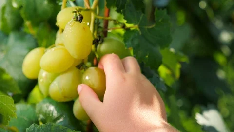 Grape vine background. Grape harvest concept. Breaking the vine. Tearing the Stock Footage 95496161