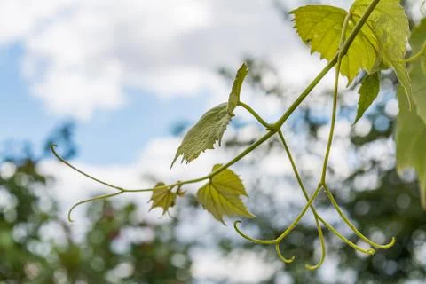 Grape vine on blue sky background Stock Photos