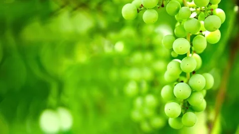 Grape vine on blurry background Stock Footage 72321573