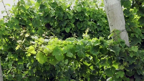 Grape Vine Branch blown by a gentle breeze. Stock Footage 77654581