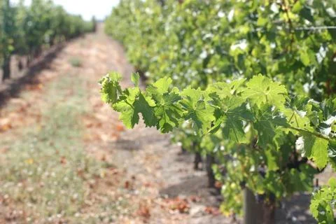 Grape Vine Branch Stock Photos