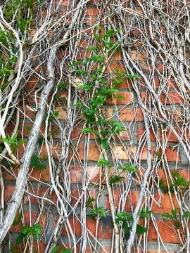 A grape vine on a brick wall. Stock Photos