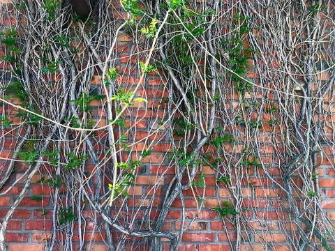 A grape vine on a brick wall. Stock Photos