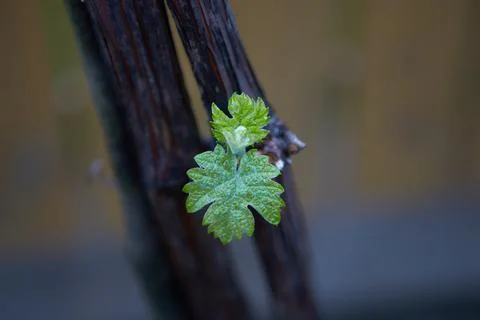 Grape vine with a bud. Stock Photos