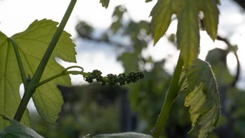 Grape vine bud Stock Photos