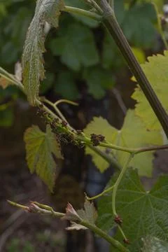 Grape vine bud Stock Photos