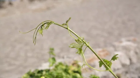 Grape vine - close up Stock Footage 78165947