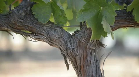 Grape Vine Close Up with Leaves Blowing in the Wind Stock Footage 18009910