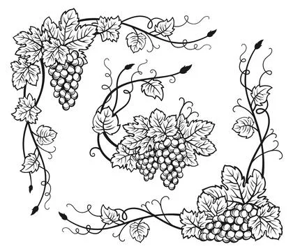 Grape vine corner bunches sketch set vintage wine grapes border berry antique イラスト素材