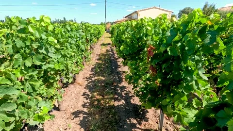 Grape Vine Field in Saint Emilion Vídeos de archivo 305726035