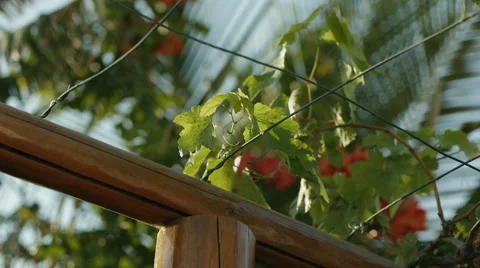 Grape vine with Flamboyant tree Stock Footage 45484344