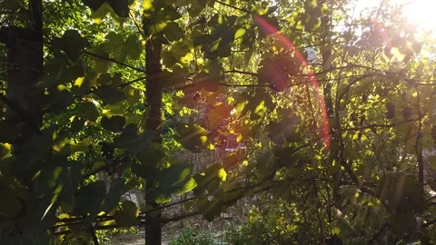 Grape vine. Flare. The sun sparkles in the leaves. Can be used for background. 스톡 동영상 116897091