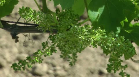 Grape vine flower buds Stock Footage 21090386