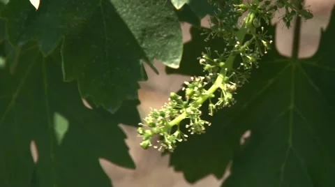 Grape vine flower cluster Stock-Footage 50582714