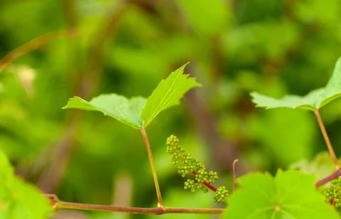 Grape vine flowers. Fotos Stock