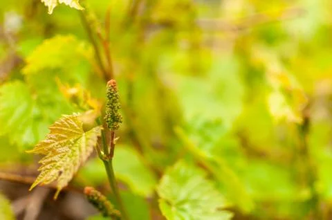 Grape vine flowers. Photos