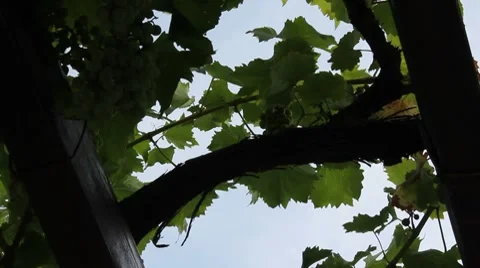 Grape vine Video stock 7766022