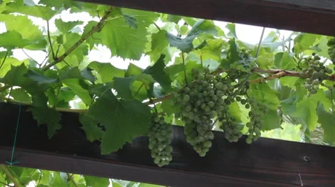 Grape vine 스톡 동영상 7766234