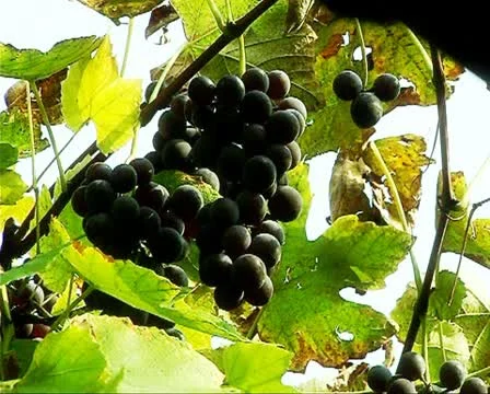 Grape vine Stock Footage 10717944