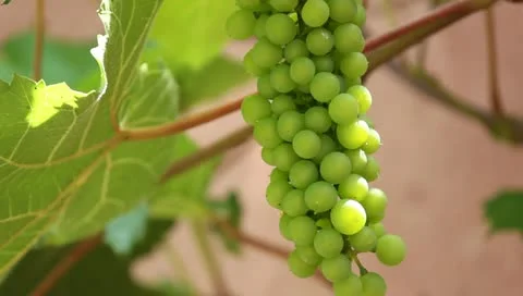 Grape vine Video stock 11335101
