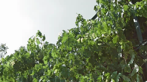 Grape Vine Stock Footage 25599719