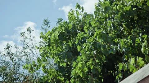 Grape Vine Stock Footage 25599969