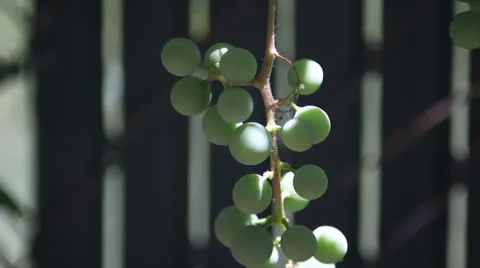 Grape vine Stock Footage 25601472