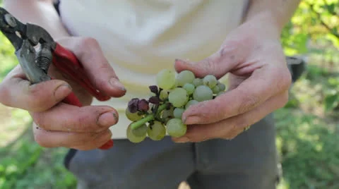 Grape Vine Video stock 25933303