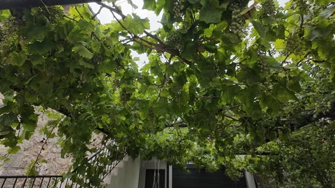 Grape vine. Stock Footage 278992890