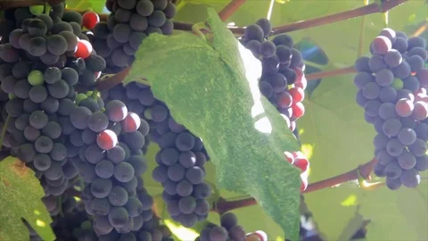 Grape vine in gentle sunlight Video stock 72983167