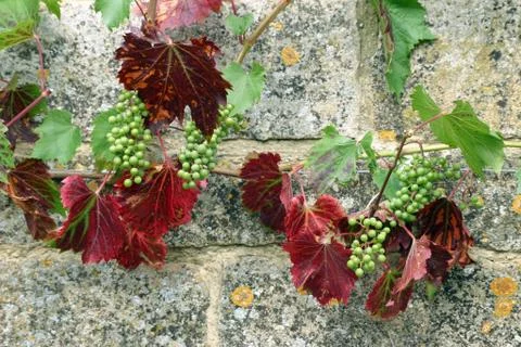 Grape vine with grapes on wall Stock Photos