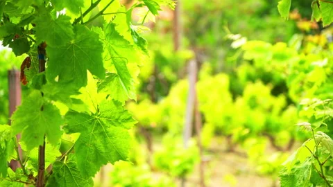 Grape vine grapevine plant garden on Ikaria Island, Greece local variety macro Stock Footage 252157577