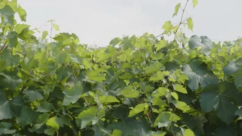 Grape vine with green leafs moving in the wind on a cloudy sky Stock Footage 201844035