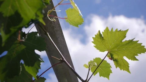 Grape vine in greenhouse, camera moves backwards Stock Footage 86740082