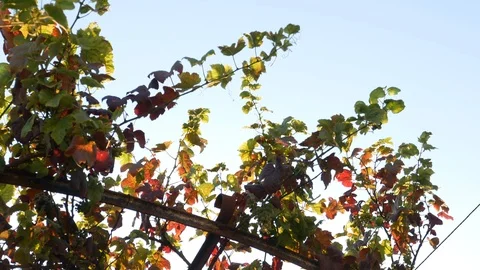 Grape vine growing on trellis in garden with hanging bunches of grapes 動画素材 112768352
