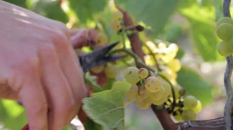Grape Vine Harvest Video stock 25933577