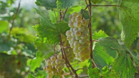 Grape vine harvesting Stock Footage 139719492