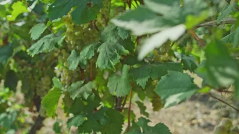 Grape vine harvesting 스톡 동영상 139719586