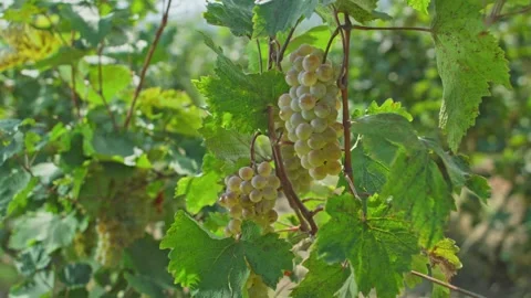 Grape vine harvesting Stock Footage 139719605