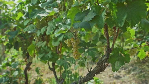 Grape vine harvesting Stock Footage 139719752