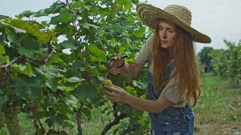 Grape vine harvesting Stock Footage 139719930